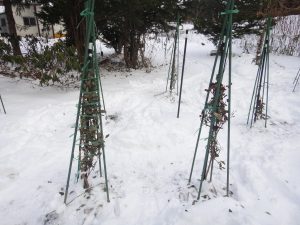 ブルーベリーの雪囲い 悠々kaブログ