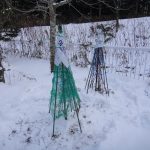 ブルーベリーの雪囲い