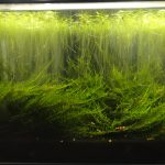 60cm水槽のモスがすごいことに・・・