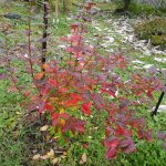 ブルーベリーの紅葉